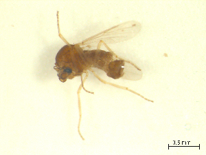  ( - BIOUG02452-A01)  @11 [ ] CreativeCommons - Attribution (2012) CBG Photography Group Centre for Biodiversity Genomics