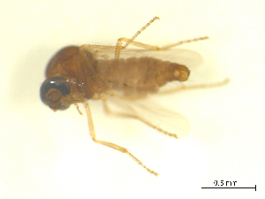  ( - BIOUG02452-A02)  @11 [ ] CreativeCommons - Attribution (2012) CBG Photography Group Centre for Biodiversity Genomics