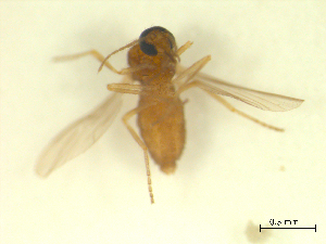  ( - BIOUG02452-A04)  @11 [ ] CreativeCommons - Attribution (2012) CBG Photography Group Centre for Biodiversity Genomics