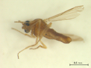  ( - BIOUG02452-A05)  @12 [ ] CreativeCommons - Attribution (2012) CBG Photography Group Centre for Biodiversity Genomics