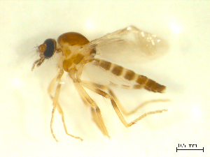  ( - BIOUG02452-D10)  @12 [ ] CreativeCommons - Attribution (2012) CBG Photography Group Centre for Biodiversity Genomics