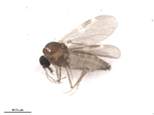  ( - BIOUG02454-B12)  @12 [ ] CreativeCommons - Attribution (2012) CBG Photography Group Centre for Biodiversity Genomics