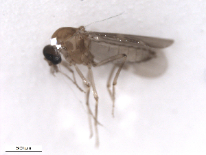 ( - BIOUG02454-C01)  @12 [ ] CreativeCommons - Attribution (2012) CBG Photography Group Centre for Biodiversity Genomics