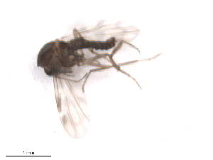  (Culicoides hollensis - BIOUG02454-C07)  @13 [ ] CreativeCommons - Attribution (2012) CBG Photography Group Centre for Biodiversity Genomics