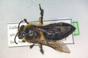  (Colletes ultravalidus - CMNTO_536)  @11 [ ] CreativeCommons - Attribution Share-Alike (2024) Unspecified York University, Packer Collection
