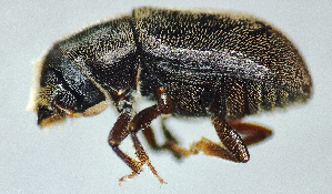  ( - NK2800)  @11 [ ] Copyright (2025) Natalia Kirichenko Sukachev institute of Forest SB RAS