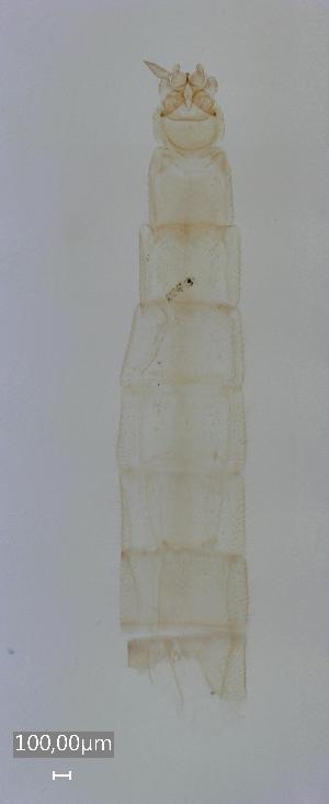  ( - NAM-Chiro22)  @11 [ ] Copyright (c) (2022) Viktor Baranov LMU Munich