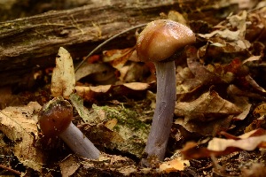  (Cortinarius splendidus - MO303583)  @11 [ ] Unspecified (default): All Rights Reserved (2017) Django Grootmyers Unspecified