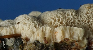 (Oxyporus latemarginatus - MO317736)  @11 [ ] Creative Commons Wikipedia Compatible v3.0 (2018) Bill Sheehan Unspecified