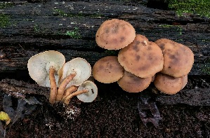  (Rhodocollybia lignitilis - MO326766)  @11 [ ] Creative Commons Wikipedia Compatible v3.0 (2018) Bill Sheehan Unspecified