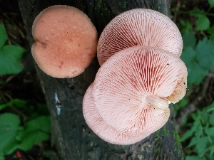  (Rhodotus palmatus - TJR0028)  @11 [ ] CreativeCommons - Attribution Non-Commercial (2019) Trey Richards Unspecified