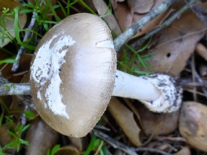  (Amanita calyptratoides - MO402900)  @11 [ ] Unspecified (default): All Rights Reserved (2020) Joanne Schwartz Unspecified