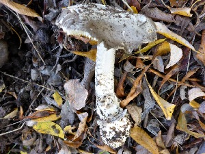  (Amanita protecta - MO402939)  @11 [ ] Unspecified (default): All Rights Reserved (2020) Joanne Schwartz Unspecified