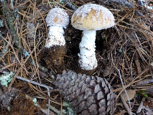  (Amanita pantherinoides - MO402942)  @11 [ ] Unspecified (default): All Rights Reserved (2020) Joanne Schwartz Unspecified