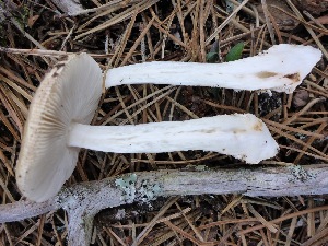  (Amanita breckonii - MO402943)  @11 [ ] Unspecified (default): All Rights Reserved (2020) Joanne Schwartz Unspecified