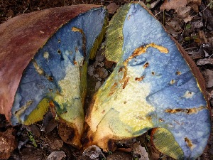  (Neoboletus - MO402993)  @11 [ ] Unspecified (default): All Rights Reserved (2020) Joanne Schwartz Unspecified