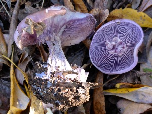  (Clitocybe aff. nuda - MO403503)  @11 [ ] Unspecified (default): All Rights Reserved (2020) Joanne Schwartz Unspecified