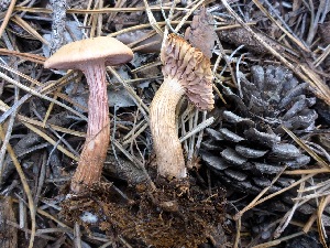  (Laccaria amethysteo-occidentalis - MO404850)  @11 [ ] Unspecified (default): All Rights Reserved (2020) Joanne Schwartz Unspecified