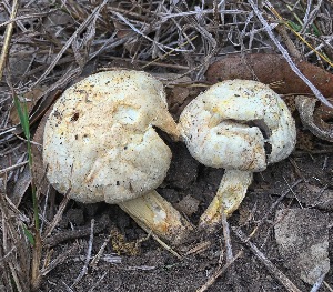  (Agaricus deserticola - MO405322)  @11 [ ] Unspecified (default): All Rights Reserved (2020) Robert Benson Unspecified