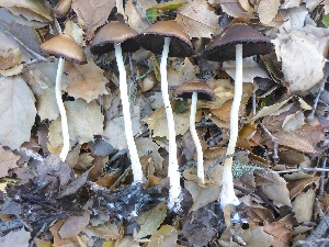  (Coprinopsis longipes comb. prov - MO405380)  @11 [ ] Unspecified (default): All Rights Reserved (2020) Joanne Schwartz Unspecified