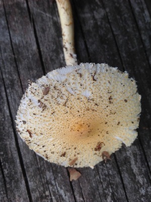 (Lepiota clypeolaria group - MO446085)  @11 [ ] Unspecified (default): All Rights Reserved (2021) Jenifer Nina Burghardt Unspecified
