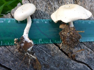  (Clitocybe sp. IN6 - MO449885)  @11 [ ] Unspecified (default): All Rights Reserved (2021) Joanne Schwartz Unspecified