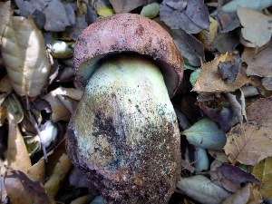  (Butyriboletus - MO450066)  @11 [ ] Unspecified (default): All Rights Reserved (2021) Joanne Schwartz Unspecified