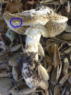  (Amanita calyptroderma - MO450261)  @11 [ ] Unspecified (default): All Rights Reserved (2021) Joanne Schwartz Unspecified