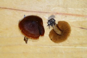  (Cortinarius fulvescens - MO452883)  @11 [ ] Unspecified (default): All Rights Reserved (2021) Django Grootmyers Unspecified