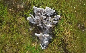  (Thelephora cuticularis - MO452916)  @11 [ ] Unspecified (default): All Rights Reserved (2021) Django Grootmyers Unspecified