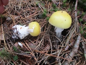  (Amanita xylinivolva - MO454762)  @11 [ ] Unspecified (default): All Rights Reserved (2021) Dave W Unspecified