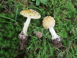  (Amanita cf. crenulata - MO458584)  @11 [ ] Unspecified (default): All Rights Reserved (2021) Dave W Unspecified