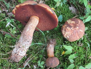  (Boletus - MO458594)  @11 [ ] Unspecified (default): All Rights Reserved (2021) Dave W Unspecified
