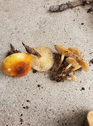  (Flammulina cf. velutipes - MO476796)  @11 [ ] Unspecified (default): All Rights Reserved (2021) Zebediah Raney Unspecified