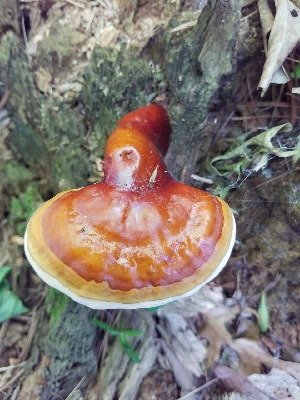  (Ganoderma tsugae - MO477701)  @11 [ ] Unspecified (default): All Rights Reserved (2021) THow Unspecified