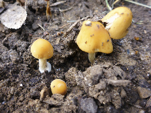  (Conocybe aurea - MO479339)  @11 [ ] Unspecified (default): All Rights Reserved (2021) Joanne Schwartz Unspecified