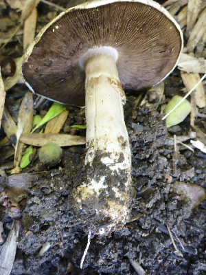 (Agaricus californicus - MO479873)  @11 [ ] Unspecified (default): All Rights Reserved (2021) Joanne Schwartz Unspecified