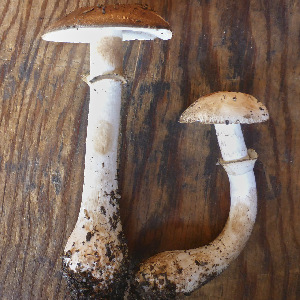  (Leucoagaricus cupresseus - MO483880)  @11 [ ] Unspecified (default): All Rights Reserved (2022) Joanne Schwartz Unspecified