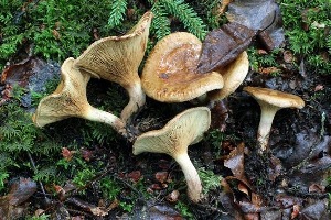  (Paxillus involutus group - iNat100100880)  @11 [ ] all rights reserved (2021) Steve Trudell Unspecified
