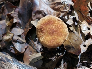  (Polyporus cf. radicatus - iNat100417635)  @11 [ ] some rights reserved (CC BY-NC) (2021) Kelcie Unspecified