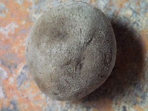  (Lycoperdon dermoxanthum - iNat18270850)  @11 [ ] some rights reserved (CC BY-NC) (2015) Bitty A. Roy Unspecified
