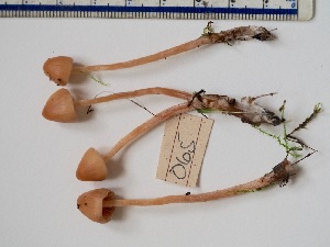  (Galerina semilanceata - iNat18658991)  @11 [ ] some rights reserved (CC BY-NC) (2015) Bitty A. Roy Unspecified