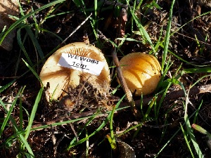  (Pholiota spumosa - iNat18661202)  @11 [ ] some rights reserved (CC BY-NC) (2015) Bitty A. Roy Unspecified