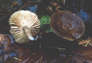  (Lactarius fallax var. concolor - iNat30319915)  @11 [ ] some rights reserved (CC BY-NC) (2013) cizon77 Unspecified