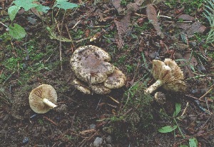  (Pholiota cf. spumosa - iNat30494210)  @11 [ ] some rights reserved (CC BY-NC) (2011) cizon77 Unspecified