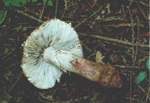  (Amanita sp. cruentilemurum - iNat30512983)  @11 [ ] some rights reserved (CC BY-NC) (2011) cizon77 Unspecified