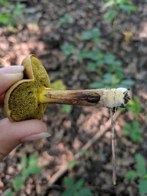  (Cyanoboletus pulverulentus - iNat32191013)  @11 [ ] all rights reserved (2019) Sarah Duhon Unspecified