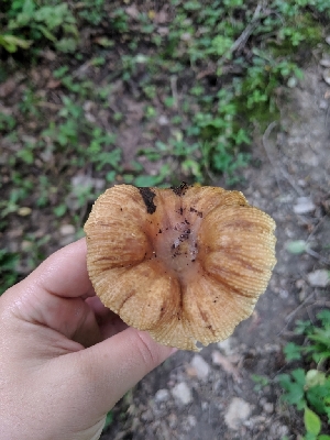  (Russula cf. fluvialis - iNat32789196)  @11 [ ] all rights reserved (2019) Sarah Duhon Unspecified