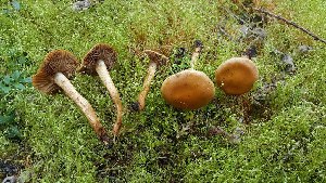  (Pholiota molesta - iNat35694348)  @11 [ ] some rights reserved (CC BY-NC-ND) (2019) brucen Unspecified