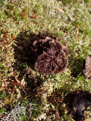  (Thelephora terrestris - iNat40612133)  @11 [ ] all rights reserved (2020) Luca Hickey Unspecified